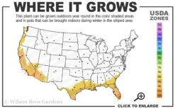 Seabreeze Bamboo - Bambusa Malingensis - 2 Gallon Pot 10 Seabreeze Bamboo - Bambusa Malingensis - 2 Gallon Pot -Garden Plant Seeds 8b 11 2