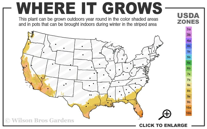 Seabreeze Bamboo - Bambusa Malingensis - 2 Gallon Pot 5 Seabreeze Bamboo - Bambusa Malingensis - 2 Gallon Pot - Image 3
