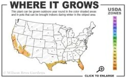 Baby Blue Bamboo - Bambusa Chungii 'Barbelatta' - 2 Gallon Pot -Garden Plant Seeds 9a 11 1