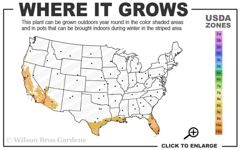 Blue Podocarpus Yew - 7 Gallon Pot 5 Blue Podocarpus Yew - 7 Gallon Pot - Image 3