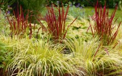 Golden Sweet Flag - Acorus Gramineus 'Ogon' - 8 Pack Of 1 Gallon Pots -Garden Plant Seeds Acorus Ogon 103