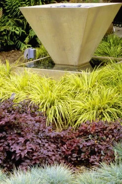 Golden Sweet Flag - Acorus Gramineus 'Ogon' - 18 Count Flat Of Pint Pots -Garden Plant Seeds Acorus Ogon 104 1