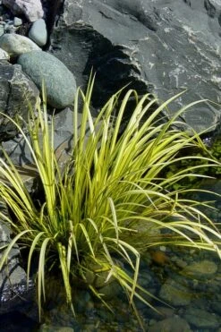 Golden Sweet Flag - Acorus Gramineus 'Ogon' - 18 Count Flat Of Pint Pots -Garden Plant Seeds Acorus Ogon 105 1