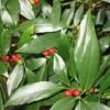 Dwarf Green Aucuba - Japanese Laurel - 1 Gallon Pot -Garden Plant Seeds Acuba Dwarf Green
