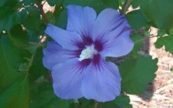 Blue Satin Rose Of Sharon - Hibiscus - Althea - 5 Gallon Pot -Garden Plant Seeds Althea Blue Satin Hibiscus Rose Of Sharon 50