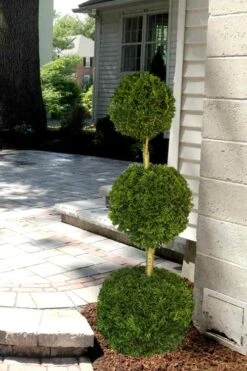 Emerald Green Arborvitae Poodle Tier Topiary (3 Ball) - 5 Gallon Pot 9 Emerald Green Arborvitae Poodle Tier Topiary (3 Ball) - 5 Gallon Pot -Garden Plant Seeds Arborvitae Emerald Green 3 Ball Poodle Tier 2