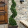 Emerald Green Arborvitae Spiral Topiary - 5 Gallon Pot (6') -Garden Plant Seeds Arborvitae Emerald Green Spiral 6 2