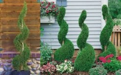 Emerald Green Arborvitae Spiral Topiary - 5 Gallon Pot (6') 9 Emerald Green Arborvitae Spiral Topiary - 5 Gallon Pot (6') -Garden Plant Seeds Arborvitae Emerald Green Spiral 800x500 3