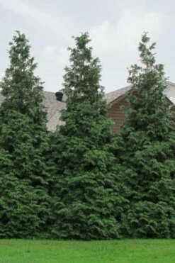 Green Giant Arborvitae - 3 Gallon Pot -Garden Plant Seeds Arborvitae Green Giant 500x750 2