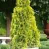 Highlights Arborvitae Thuja Janed Gold - 3 Gallon Pot -Garden Plant Seeds Arborvitae Highlights