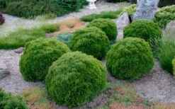 Tiny Tim Dwarf Globe Arborvitae - 2 Gallon Pot -Garden Plant Seeds Arborvitae Tiny Tim Grouping