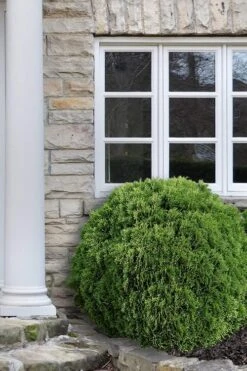 Planet Earth Arborvitae - 3 Gallon Pot 11 Planet Earth Arborvitae - 3 Gallon Pot -Garden Plant Seeds Arborvitae Woodwardii Globe 12