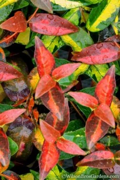 Summer Sunset Asiatic Jasmine - 1 Gallon Pot -Garden Plant Seeds Asian jasmine Summer Sunset 1