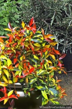 Summer Sunset Asiatic Jasmine - 1 Gallon Pot -Garden Plant Seeds Asian jasmine Summer Sunset 6