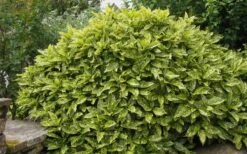 Gold Dust Aucuba - Japanese Laurel - 3 Gallon Pot -Garden Plant Seeds Aucuba Gold Dust 14