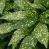 Gold Dust Aucuba - Japanese Laurel - 3 Gallon Pot -Garden Plant Seeds Aucuba Gold Dust 16