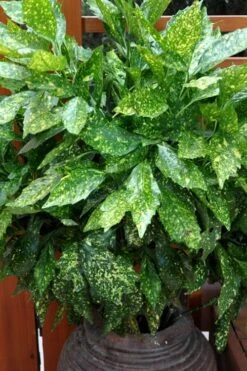 Gold Dust Aucuba - Japanese Laurel - 3 Gallon Pot -Garden Plant Seeds Aucuba Gold Dust 17