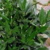 Sawtoothed Aucuba Serratifolia - 3 Gallon Pot -Garden Plant Seeds Aucuba Serratifolia Sawtooth 500x750 1