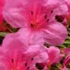 Chinzan Dwarf Azalea - 3 Gallon Pot -Garden Plant Seeds Azalea Chinzan 21