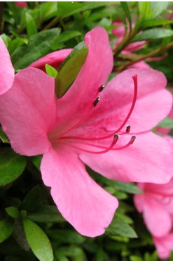 Chinzan Dwarf Azalea - 3 Gallon Pot 13 Chinzan Dwarf Azalea - 3 Gallon Pot -Garden Plant Seeds Azalea Chinzan 500x750 1