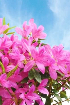 Pink Ribbons Deja Bloom Azalea - 1 Gallon Pot 9 Pink Ribbons Deja Bloom Azalea - 1 Gallon Pot -Garden Plant Seeds Azalea Deja Bloom Pink Ribbons 4