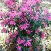 Pink Ribbons Deja Bloom Azalea - 1 Gallon Pot 1 Pink Ribbons Deja Bloom Azalea - 1 Gallon Pot -Garden Plant Seeds Azalea Deja Bloom Pink Ribbons 7