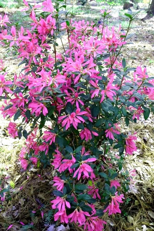 Pink Ribbons Deja Bloom Azalea - 1 Gallon Pot 3 Pink Ribbons Deja Bloom Azalea - 1 Gallon Pot