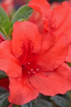 Red Tiara Deja Bloom Azalea - 1 Gallon Pot -Garden Plant Seeds Azalea Deja Bloom Red Tiara 4