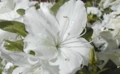 Delaware Valley White Azalea - 6 Pack Of 1 Gallon Pots -Garden Plant Seeds Azalea Delaware Valley White 2