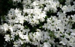 Delaware Valley White Azalea - 6 Pack Of 1 Gallon Pots -Garden Plant Seeds Azalea Deleware Valley White Bloom