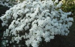 Delaware Valley White Azalea - 6 Pack Of 1 Gallon Pots -Garden Plant Seeds Azalea Deleware Valley White Landscape