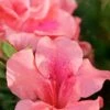 Autumn Coral Encore Azalea - 1 Gallon Pot -Garden Plant Seeds Azalea Encore Autumn Coral