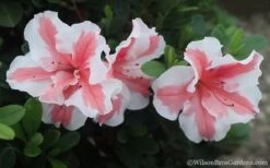 Autumn Starburst Encore Azalea - 6 Pack Of 1 Gallon Pots -Garden Plant Seeds Azalea Encore Autumn Starburst 2