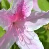 George L. Taber Southern Indica Azalea - 3 Gallon Pot -Garden Plant Seeds Azalea George L Taber 500x750 1