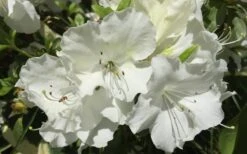 Girard's Pleasant White Azalea - 1 Gallon Pot 12 Girard's Pleasant White Azalea - 1 Gallon Pot -Garden Plant Seeds Azalea Girards Pleasant White
