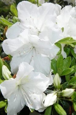 Girard's Pleasant White Azalea - 1 Gallon Pot 13 Girard's Pleasant White Azalea - 1 Gallon Pot -Garden Plant Seeds Azalea Girards Pleasant White 500x750 1