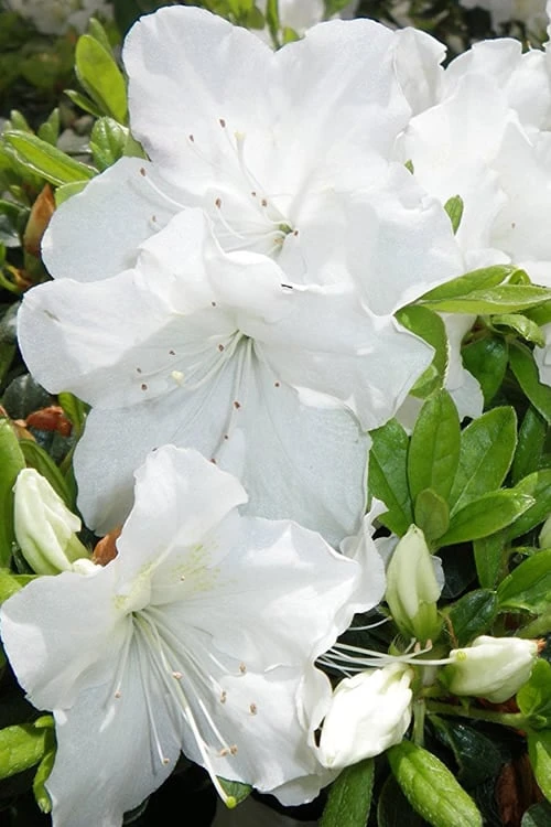 Girard's Pleasant White Azalea - 1 Gallon Pot 7 Girard's Pleasant White Azalea - 1 Gallon Pot - Image 5