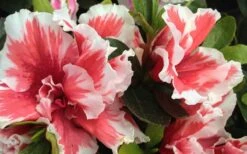 Mardi Gras Southern Indica Azalea - 6 Pack Of 1 Gallon Pots -Garden Plant Seeds Azalea Mardi Gras 2