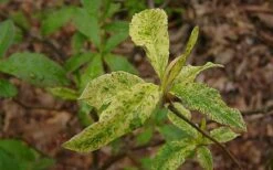 Dons Variegated Native Azalea - Rhododendron - 1 Gallon Pot -Garden Plant Seeds Azalea Native Dons Variegated 3