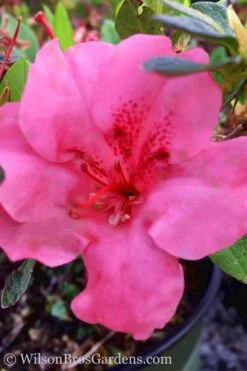Pink Explosion Bloom 'N Again Azalea - 2 Gallon Pot -Garden Plant Seeds Azalea Pink Explosion Bloom N Again 20