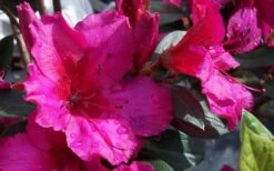 Red Formosa Azalea - 6 Pack Of 1 Gallon Pots -Garden Plant Seeds Azalea Red Formosa