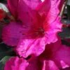 Red Formosa Azalea - 6 Pack Of 1 Gallon Pots -Garden Plant Seeds Azalea Red Formosa 5