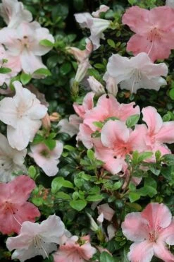 Sir Robert Dwarf Azalea - 1 Gallon Pot 12 Sir Robert Dwarf Azalea - 1 Gallon Pot -Garden Plant Seeds Azalea Sir Robert 12