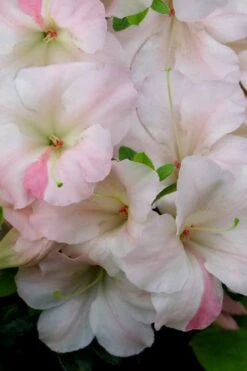 Sir Robert Dwarf Azalea - 1 Gallon Pot 11 Sir Robert Dwarf Azalea - 1 Gallon Pot -Garden Plant Seeds Azalea Sir Robert 20