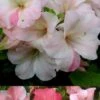 Sir Robert Dwarf Azalea - 1 Gallon Pot 2 Sir Robert Dwarf Azalea - 1 Gallon Pot -Garden Plant Seeds Azalea Sir Robert 3 500x750 1