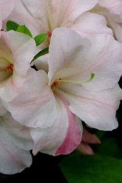 Sir Robert Dwarf Azalea - 1 Gallon Pot 13 Sir Robert Dwarf Azalea - 1 Gallon Pot -Garden Plant Seeds Azalea Sir Robert 5