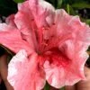 Tama No Hada Azalea - 1 Gallon Pot -Garden Plant Seeds Azalea Tama No Hada 5