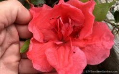 Tama No Hada Azalea - 3 Gallon Pot 11 Tama No Hada Azalea - 3 Gallon Pot -Garden Plant Seeds Azalea Tama No Hada 6 1