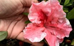 Tama No Hada Azalea - 1 Gallon Pot -Garden Plant Seeds Azalea Tama No Hada Closeup