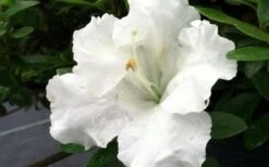 Gumpo White Dwarf Azalea - 1 Gallon Pot -Garden Plant Seeds Azalea White Gumpo